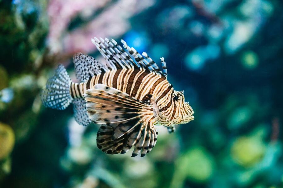 Barcelona Aquarium: Entry Ticket - Timing your visit around the opening hours