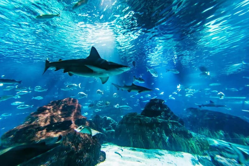 Barcelona Aquarium: Entry Ticket - A sensible route through the 35 tanks