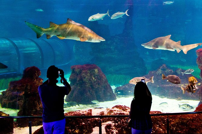 Barcelona Aquarium Skip the Line Ticket - Planeta Aqua, penguins, and Explora