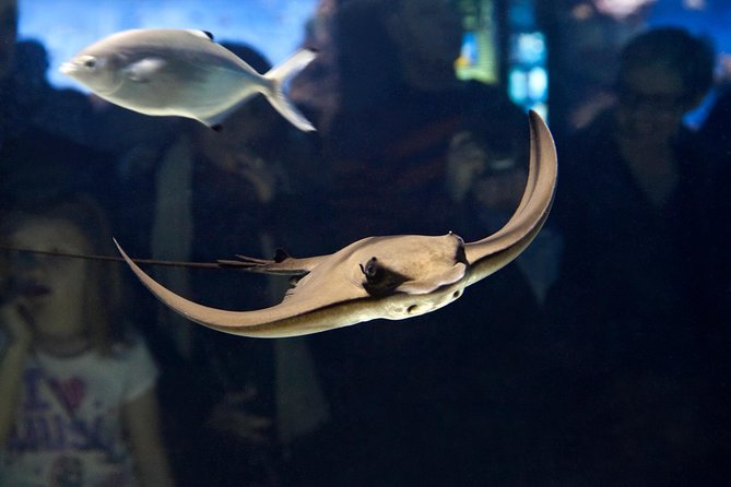 Barcelona Aquarium Skip the Line Ticket - Family comfort, crowds, and practical details