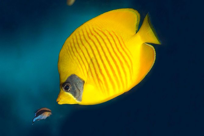 Barcelona Aquarium Skip the Line Ticket - Who should book this aquarium ticket?