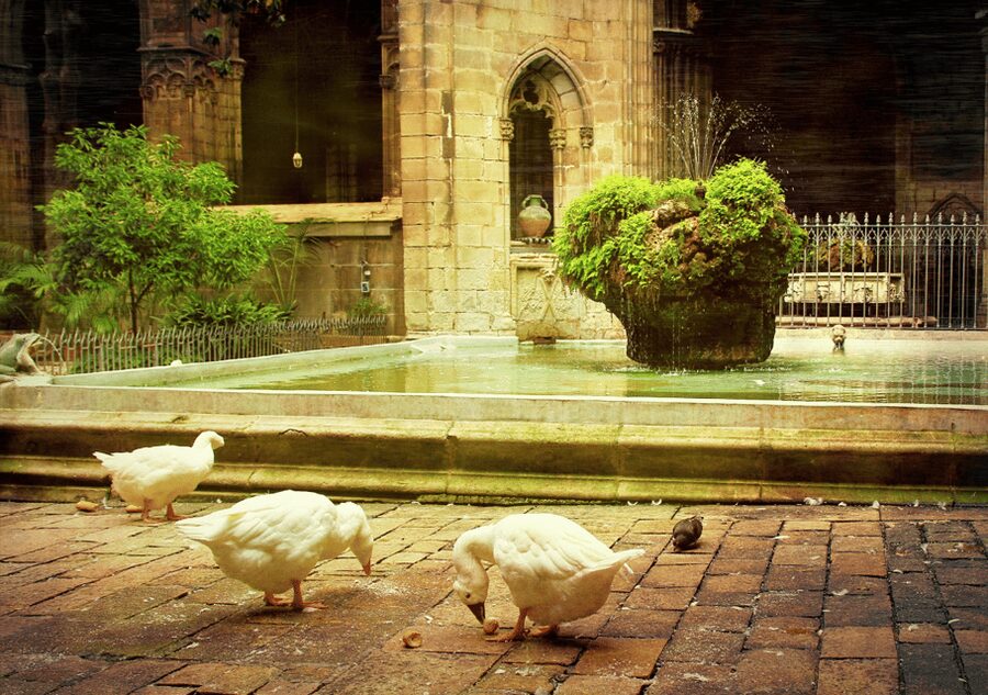 Barcelona Cathedral: Ticket, Guided Tour and VR Experience - The cloister and its 13 geese