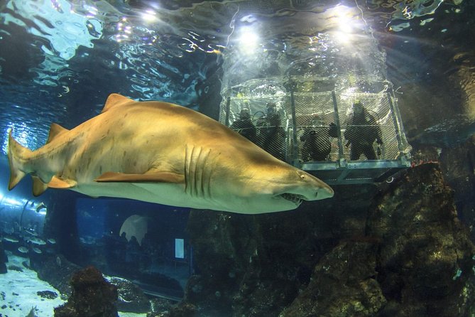 Barcelona City Tour Hop-On Hop-Off and Aquarium - What you get at L’Aquàrium de Barcelona