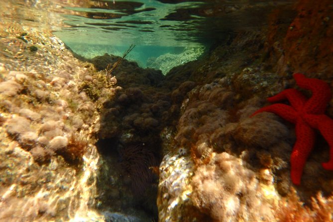 Barcelona Costa Brava Kayak, Snorkel & Cliff Jump Day Tour - Guide style and safety on the water