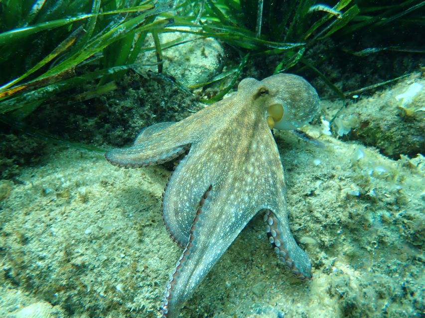 Barcelona: Costa Brava Kayak, Snorkel & Cliff Jump & Lunch - Paddling past coves, caves, and rock tunnels