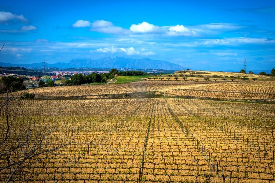 Barcelona: Guided Half-Day Wine and Electric Bike Tour - The e-bike ride through vineyards and woodland