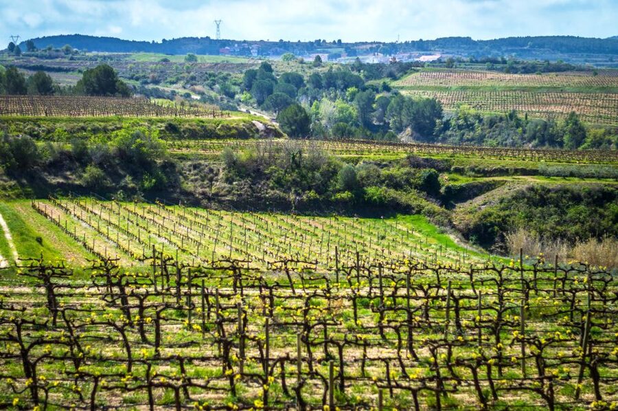 Barcelona: Guided Half-Day Wine and Electric Bike Tour - Inside the ecological family winery