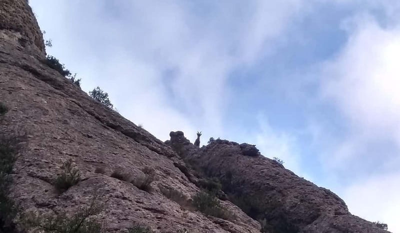 Barcelona: Montserrat Monastery and Natural Park Guided Tour - What makes the small group worthwhile