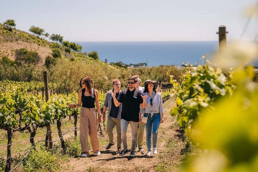 Barcelona: Sailing Cruise & Vineyard Tour with Wine Tasting - Should you book it?