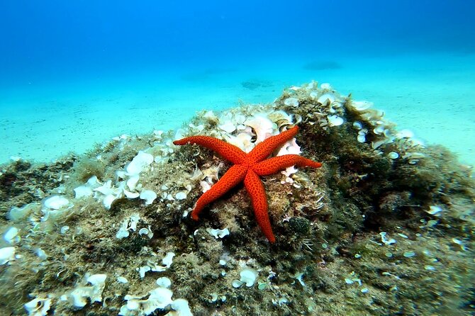 Costa Brava: Scuba Diving Tour, Lunch and a Visit to Tossa de Mar - Tossa’s Great Beach and the practical side of the morning