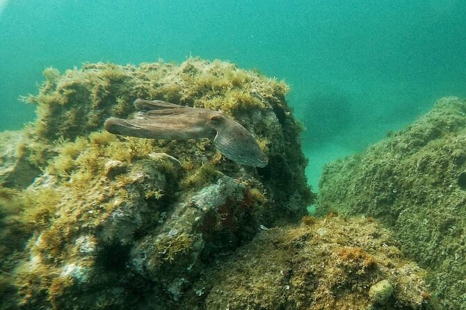 Costa Brava: Scuba Diving Tour, Lunch and a Visit to Tossa de Mar - What the guide adds to the day