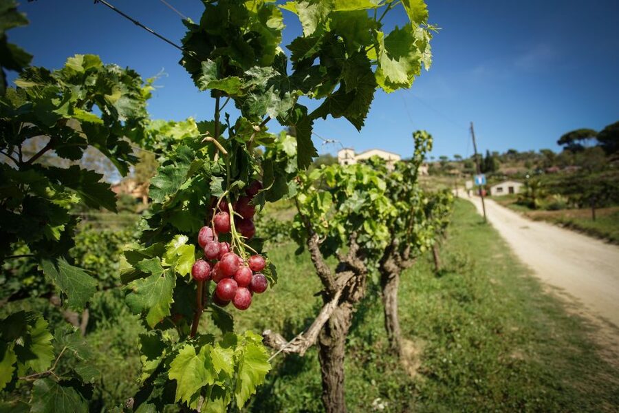 From Barcelona: E-Bike and Sailing Tour with Wine Tastings - Timing, languages, and practical planning