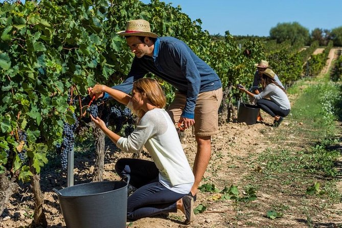 From Barcelona: El Penedès Hike & Wines - Inside Albet i Noya’s organic cellar