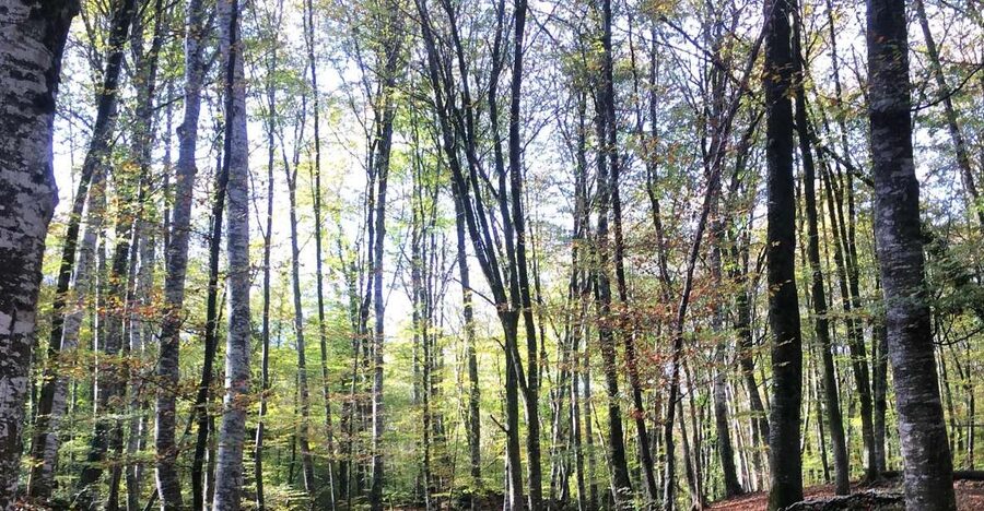 From Barcelona: Medieval Villages and Volcanic Hiking Tour - Why this Catalonia day trip works