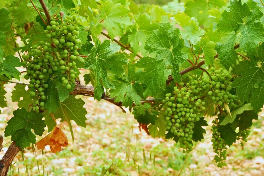 From Barcelona: Priorat's Exclusive Cellars, Wines & Nature - The short transfer and second tasting