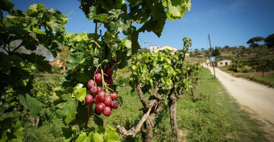 From Barcelona: Sailing and Wine Tasting Experience - Is the $131 price worth it?