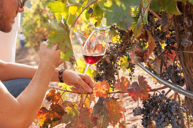 High-End Vineyard Escape: Cava, Tapas & Wine | Private Tour - Oller del Mas, a different wine setting