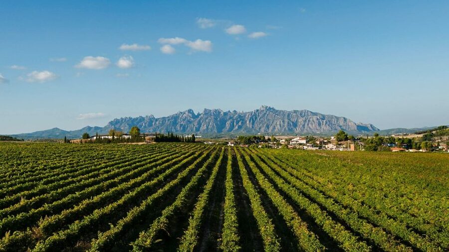 Montserrat & Cava Wineries Day Trip from Barcelona w/ Pickup - Lunch: useful flexibility, but ask first