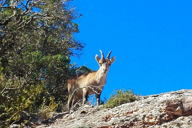 Montserrat Land of Shrines - One Day Small Group Hiking Tour from Barcelona - Who should choose this tour?