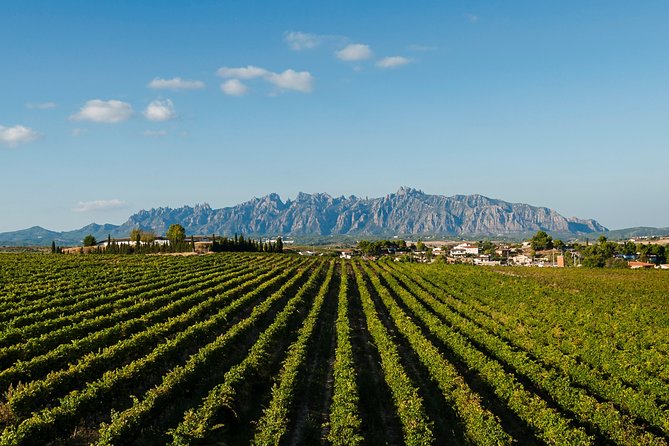 Montserrat,Vineyard, Wine Tasting Small Group Tour & Hotel Pickup - What the small group changes