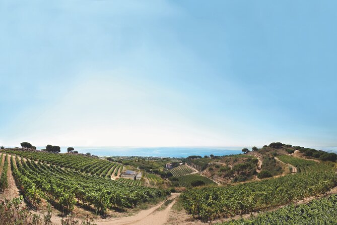 Paella Cooking Experience & Winery Tour from Barcelona - The cancellation concern you should take seriously