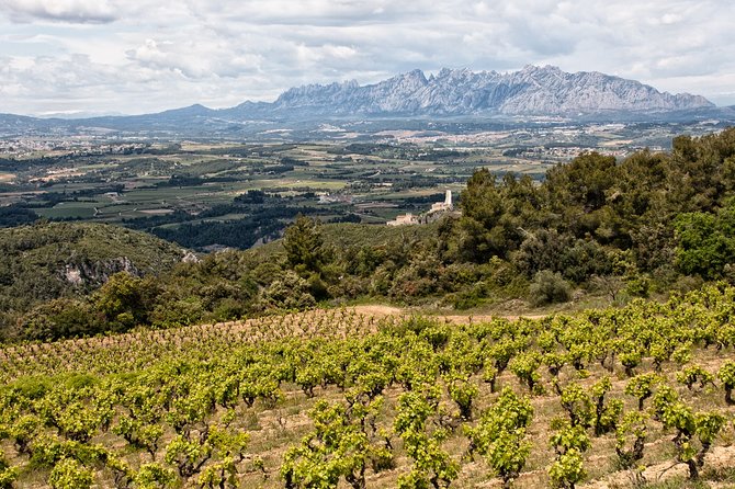 Penedes and Cava Winery Small Group Tour - Meats, cheeses, and the right kind of lunch break