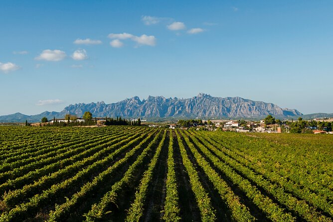 Penedes and Cava Winery Small Group Tour - Is $118.57 a fair price?