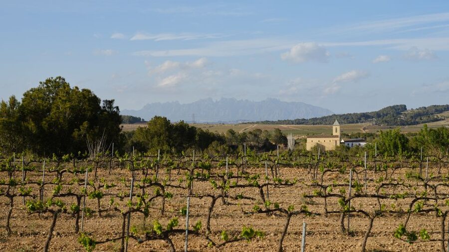 Penedès Vine to Wine: Personalized Cava taste&craft Workshop - Walking Through the Penedès Vineyards