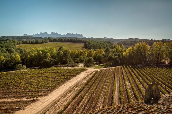 Premium Montserrat & Wine Full Day Tour from Barcelona - Tasting three organic wines in a working winery