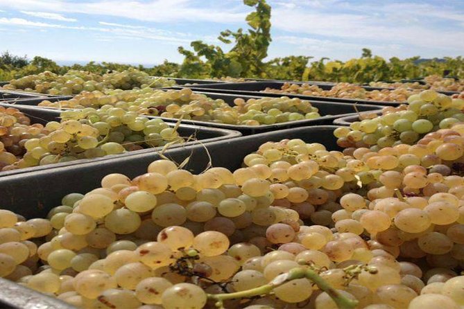 Private Breakfast Winery Experience - Private Wine Tasting Tour - Buying Bottles for Home