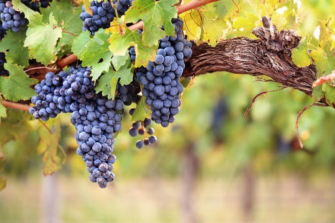 Private Montserrat Tour, Wine Taste & Local Lunch from Barcelona - Meeting a small family winery
