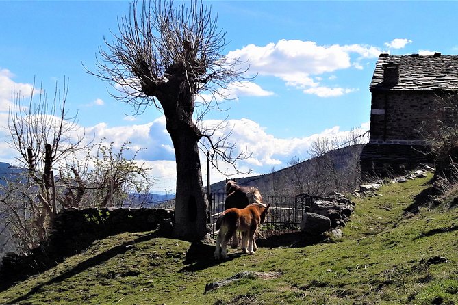 Pyrenees Private Tour from Barcelona with Easy Hike & Cogwheel Train - Why this private Pyrenees day trip works