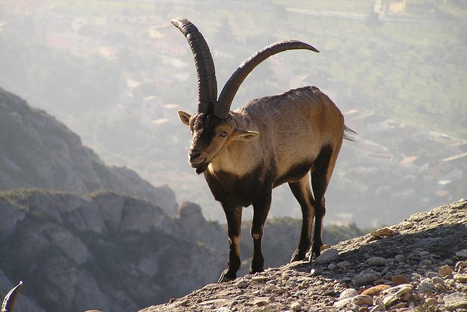 Semi-Private Montserrat Monastery, Funicular & Scenic Nature Walk - What the small group changes