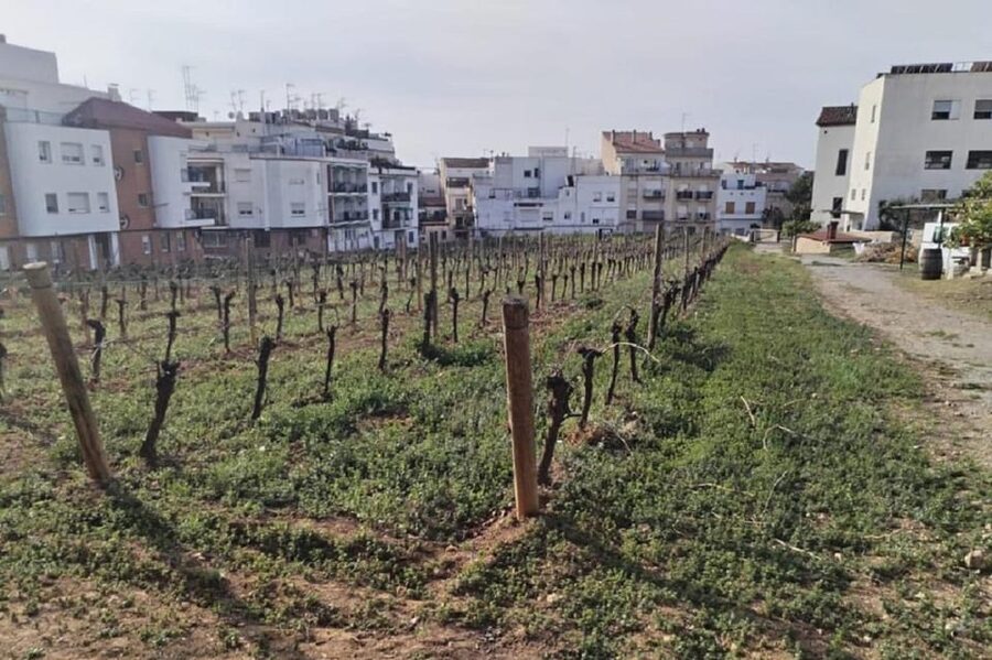 Sitges: Sailboat trip + walking tour and wine cellar tour - Timing, comfort, and who should book
