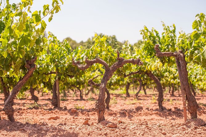 The Essence of Priorat | Private Wine Tour from Barcelona - Is the private format worth $768.46?