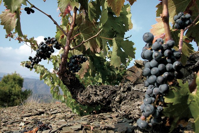 WINE TOUR PRIORAT: Visit 2 Top Wineries, Wine Tasting & Gourmet Lunch - Why Priorat makes this a special day from Barcelona